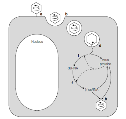 585_Genome expression and replication 2.png